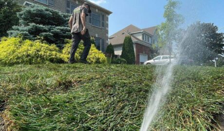 Irrigation de la pelouse